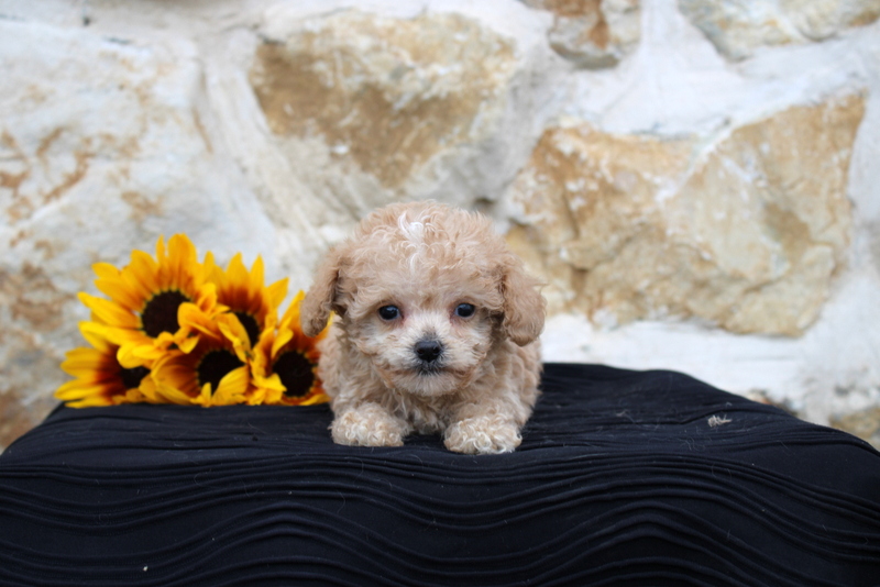 puppy, for, sale, Cava Poo, Matthew B. Stoltzfus, dog, breeder, Gap, PA, dog-breeder, puppy-for-sale, forsale, nearby, find, puppyfind, locator, puppylocator, aca